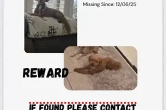 Lost Dog: Peach Collar, Mesa Area Alert