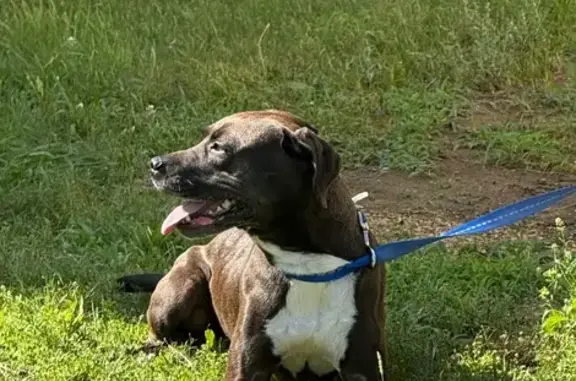 Lost Brindle Dog: Friendly, Anxious, Foxhall