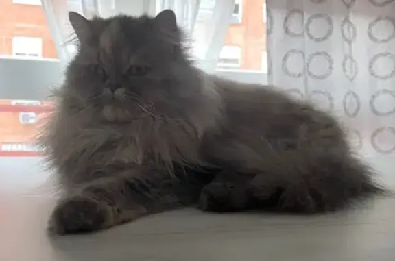 Gato encontrado Badajoz, foto: Gatita Gris Regresa a Casa en Badajoz