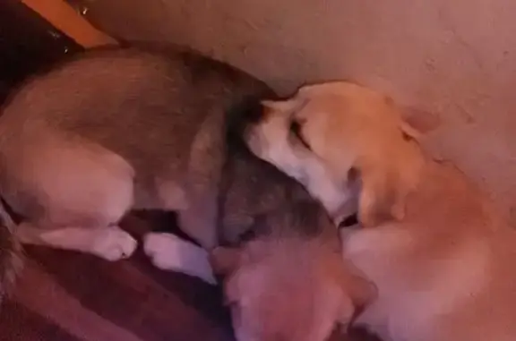 Lost Pug-Pomeranian Sisters in Tucson