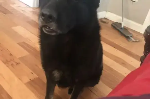 Lost: Large Black German Shepherd, Apache