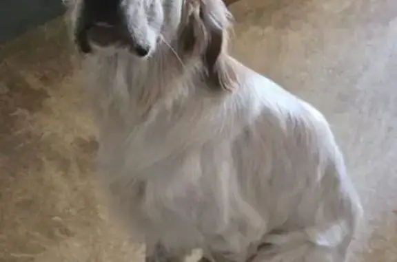 Chien perdu Saint-Yrieix-sur-Charente, photo : Chien perdu : Vegas, poil blanc et marron