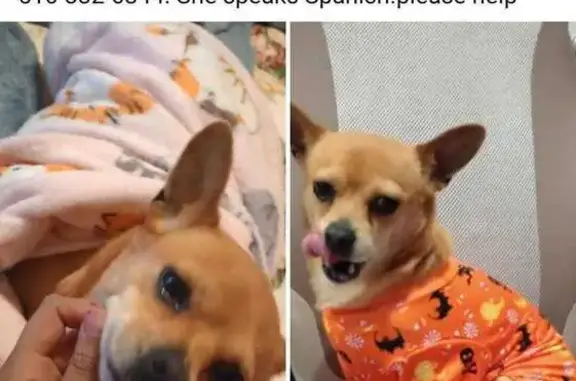 Lost Dog in Nashville: Help Bring Baby Home