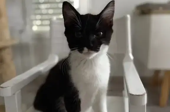 Animaux perdus Vaivre-et-Montoille, photo: Simba, chat noir et blanc perdu à Vaivre