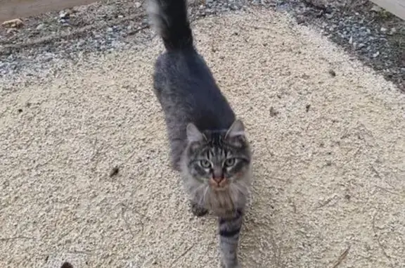 Animaux trouvés Saint-Marcel-lès-Valence, photo: Chat gris tigré trouvé à Saint-Marcel