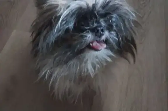 Lost and found pets Jacksonville, photo: Lost Dog on Fairglade Dr: Help Find Him!