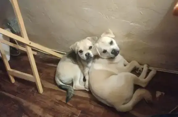 Missing Dogs: White & Black Sisters Lost