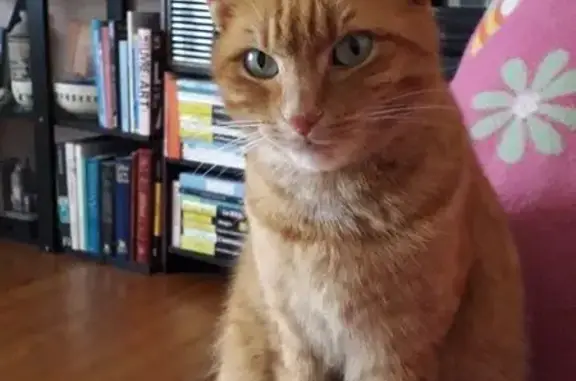 Chat perdue, Rousse/Tigrée, Orthez - photo