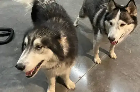 Help Find Lost Dogs: Juneau & Kody