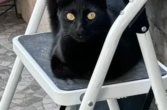 ¡Gato Negro Perdido en Ecatepe...