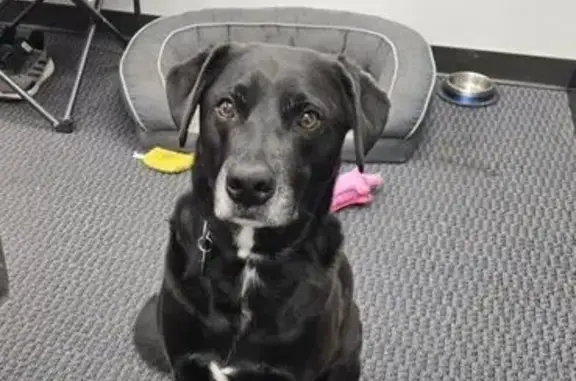 LOST BLACK LAB MIX 785.819.1935 for Cody 812.552.9170 for Libby PLEASE CHECK CAMERAS CALL WITH SIGHTINGS! Lucky escaped open gate in backyard. ▲ Mostly black with some white markings ▲ Black collar with tags Last Seen: Fri 12/5 5:00am, heading west arcoss Beulah Church near Gene Snyder Fwy.(Louisville, KY 40228 - near Manslick Rd & Beulah Church Road) Lucky cannot tolerate cold or snow well. May be limping.