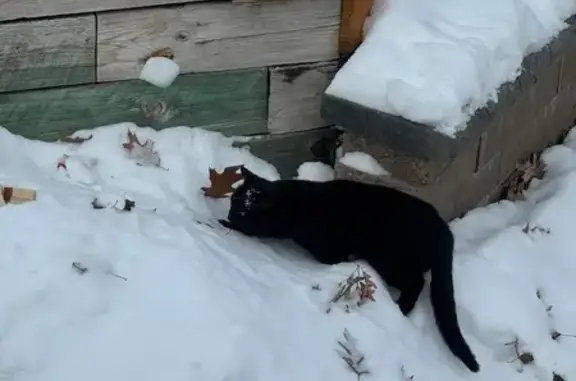 Found pets Minneapolis, photo: Found Skittish Black Cat on 61st Ave N