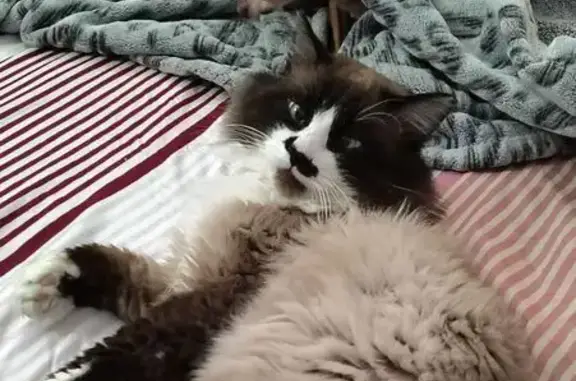 Missing cat Goodyear, photo: Lost Siamese Mix: Fluffy, Blue Eyes