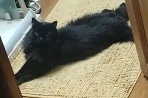 Animaux perdus , photo: Chat perdue noire peureuse à St-Jean-de-Serres