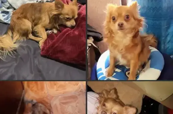 Chihuahua Perdido: Rojizo y Ojos Miel en Celaya