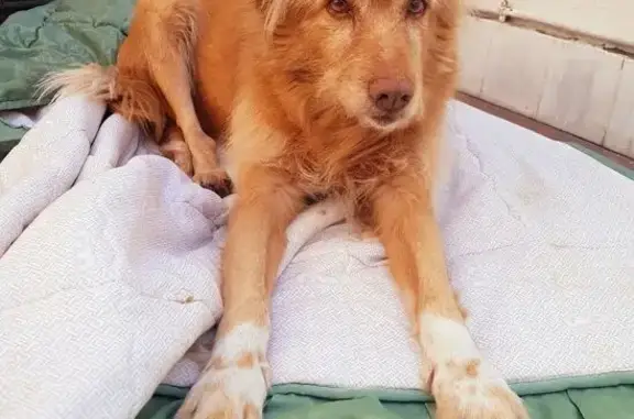 Búsqueda de mascotas, foto: Perro perdido en Villalbilla: patas blancas