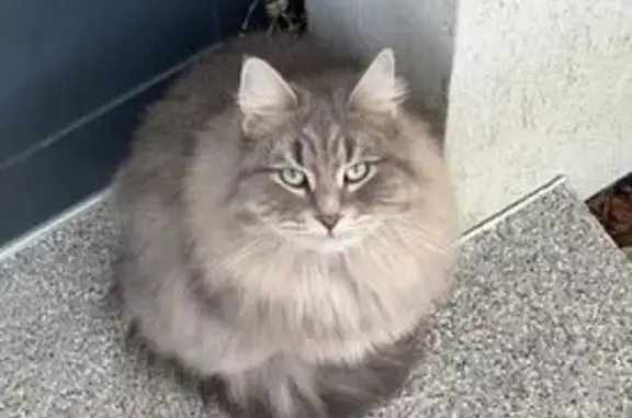 Chat gris disparu à Strasbourg - photo