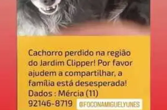 cachorro desaparecida