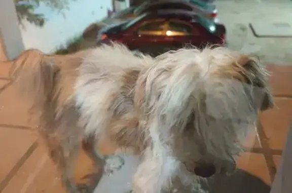 Maltés esterilizado encontrado...