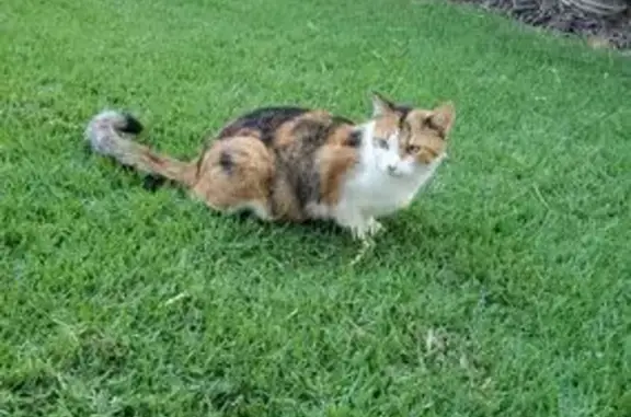 Missing cat Ewa Beach, photo: Lost Calico Cat: Green Eyes, Ewa Beach