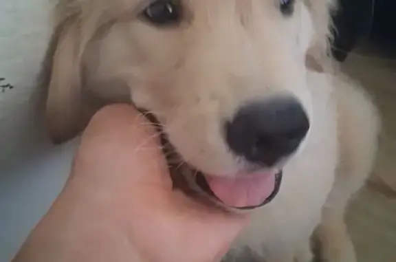 Lost Golden Retriever in Rancho Santa Margarita