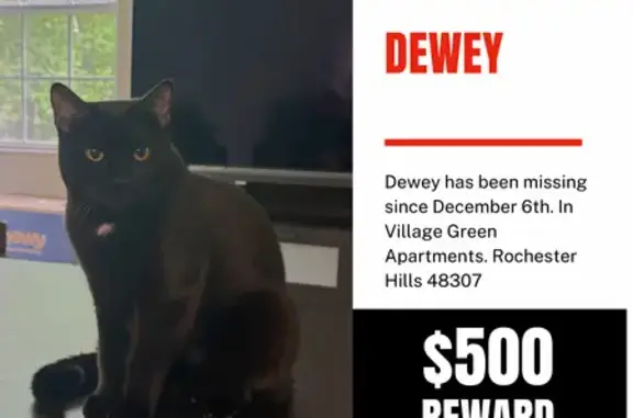 Lost Black Cat: Spot on Chest, Rochester