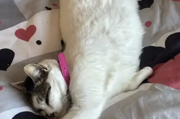 Lost Cat Snow: White with Tabby Patches