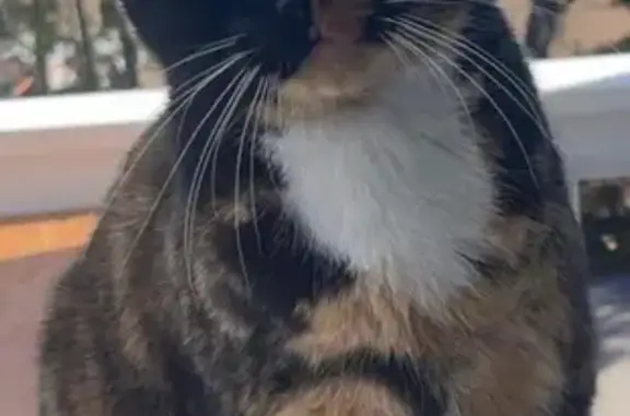 Lost Calico Cat: Dutchy in NC