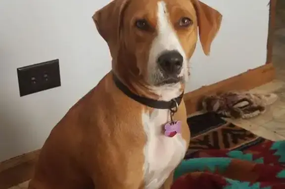 Friendly Lost Dog on Robinson Road