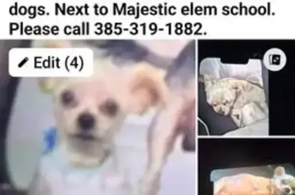 Rare Silvery White Yorkie Lost - Help!