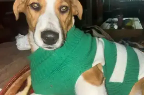 Lost Dog: Blue Collar, White Tail Tip