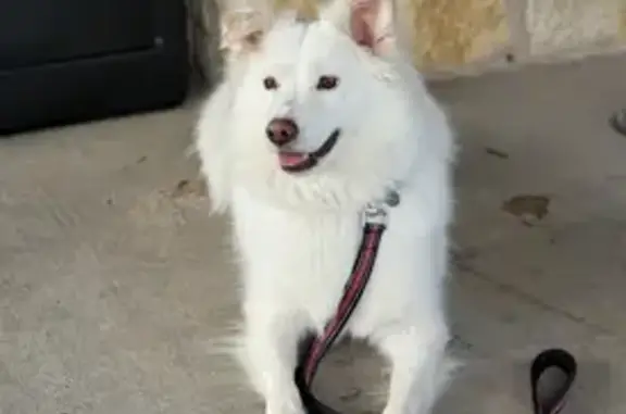 Help Find Tate: White Dog with Unique Ears
