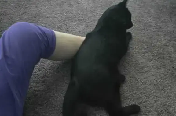 Missing cat Montebello, photo: Lost Black Cat 'Loki' in Montebello