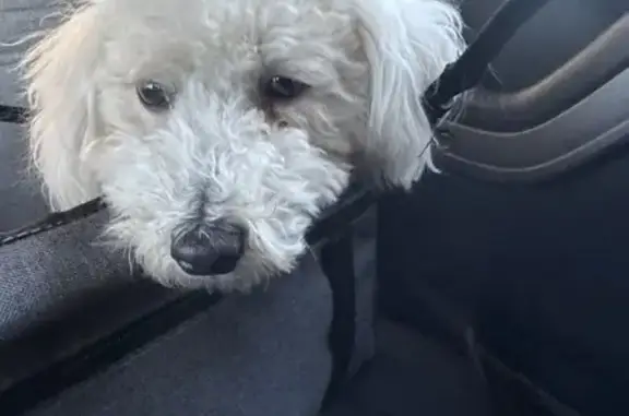 Lost Dog: White/Cream, 12lbs, Benson Area