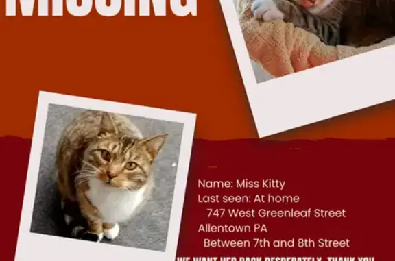 Missing cat Allentown, photo: Missing Gray Tabby: Greenleaf Street Area