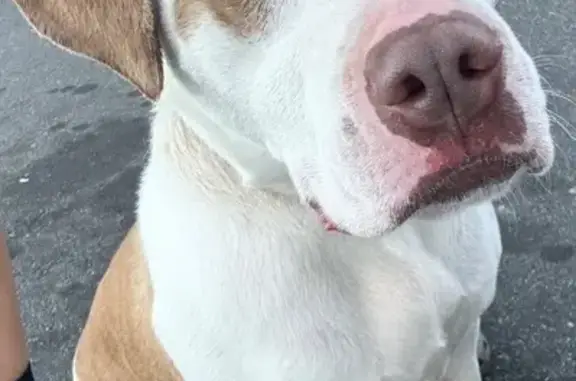 Lost: Friendly Pit Mix Stormi in Graham