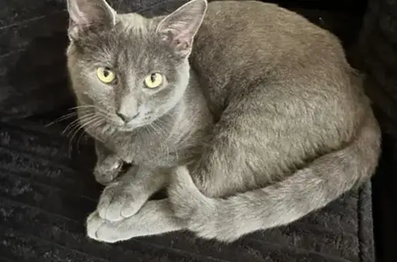 Lost Grey Cat: Sunchon Rd, Fayetteville