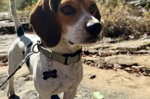 Lost Dog Near Highland Church Rd, 14542