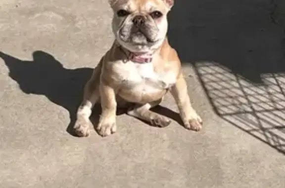 Missing dog California City, photo: Lost Frenchie in Montebello: Help Find Sophie!