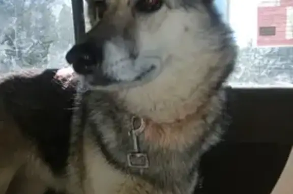 Lost Malamute Mix: Fruita Trail Alert!