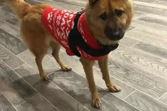 Lost Chow Chow Mix in Mesa: Red Sweater