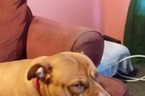Lost Reddish Pit Bull on Cunningham Rd