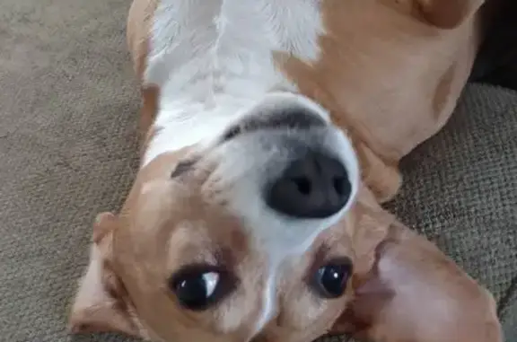 Missing Beagle Mix: Seen Around Pikeville