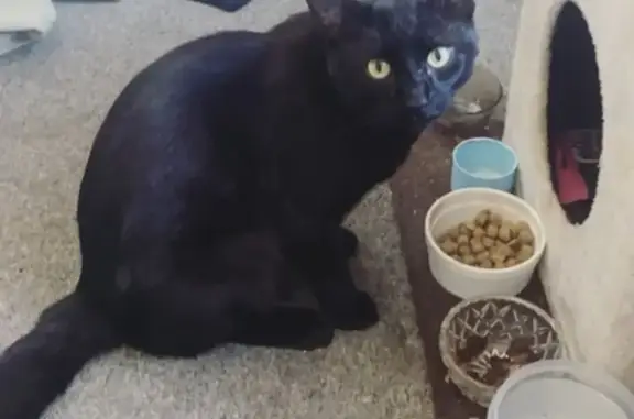 Lost Cat Stoner: Scar & Big Nose, Eltham