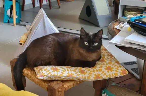 Chat perdu : croisé siamois foncé, craintif - photo