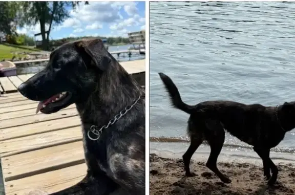 Lost Brindle Dutch Shepherd in Iowa