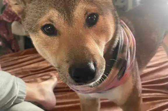 Lost Shiba Inu: Blue Harness, East Willis