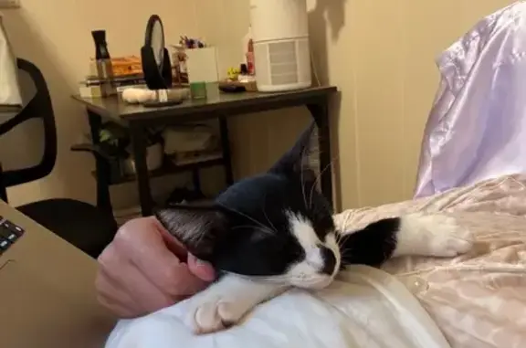 Lost: Black & White Kitten in Honolulu