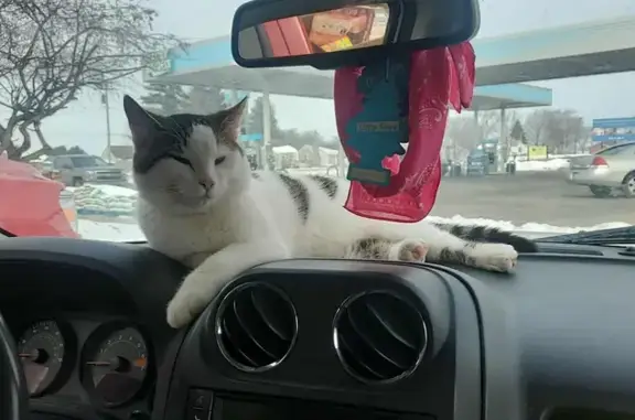 Found cat Winamac, photo: Fluffy Cat Found Near McDonald's: Help!