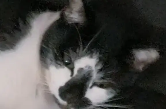 Lost Large Black & White Cat in OKC